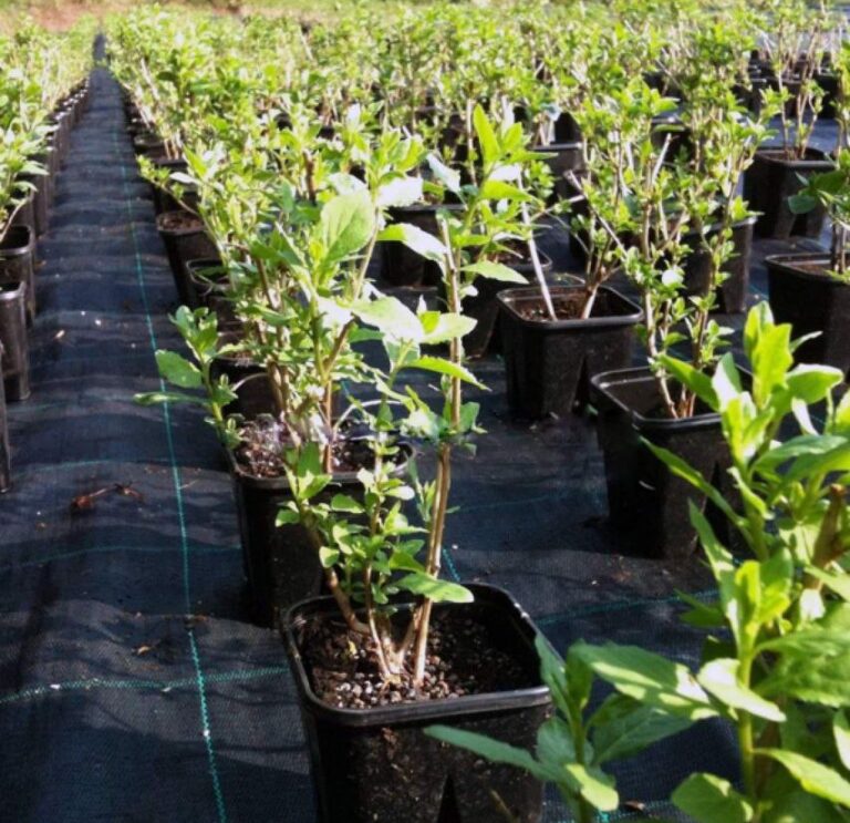 Potted Artemisia annua plants growing in the farm nursery