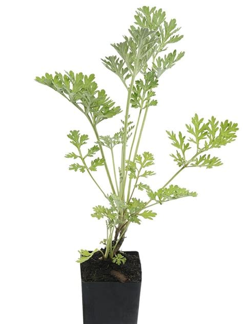 Live potted Artemisia annua plant, nursery-grown